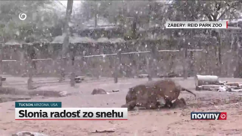 Slonia radosť zo snehu