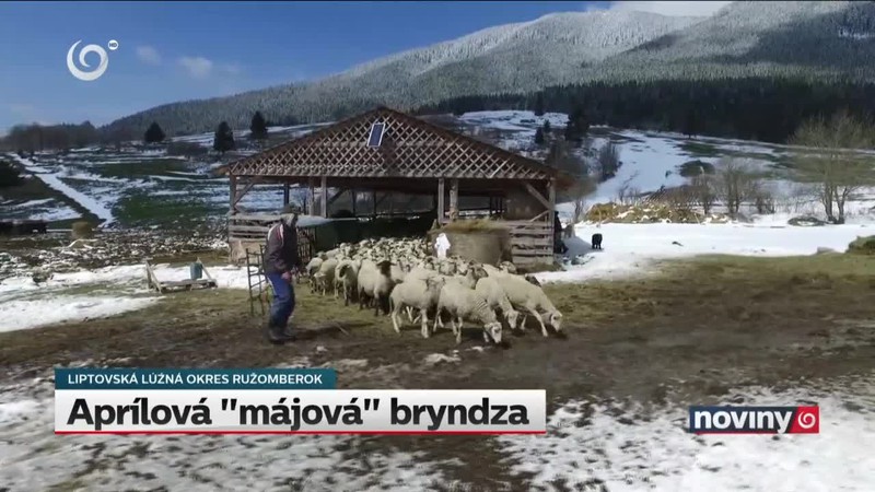 Aprílová "májová" bryndza