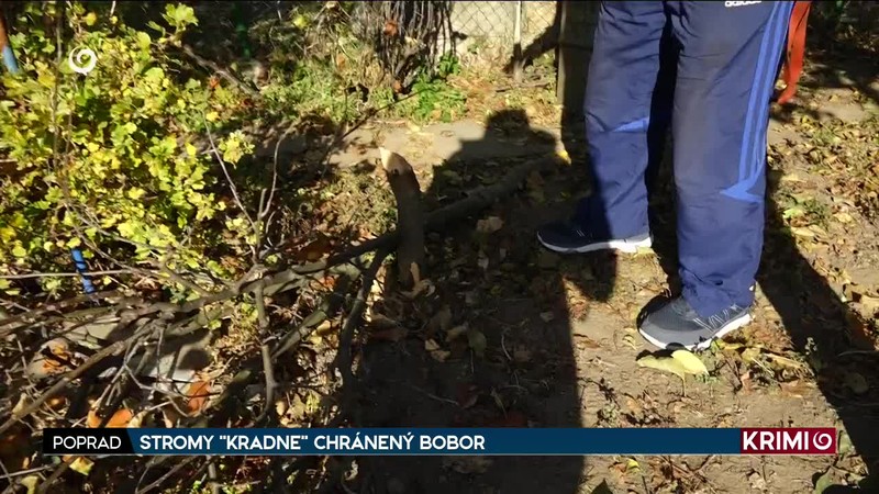 STROMY "KRADNE" CHRÁNENÝ BOBOR
