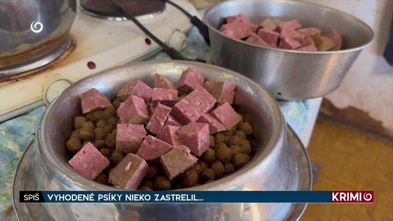 VYHODENÉ PSÍKY NIEKO ZASTRELIL...