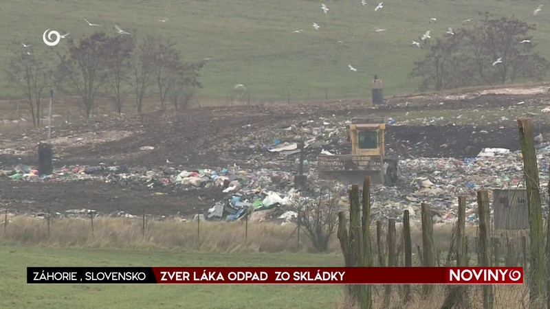 ZVER LÁKA ODPAD  ZO SKLÁDKY