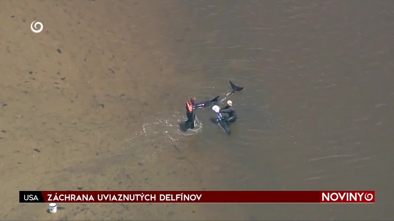 ZÁCHRANA UVIAZNUTÝCH DELFÍNOV