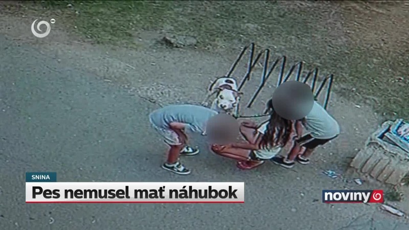 Pes nemusel mať náhubok