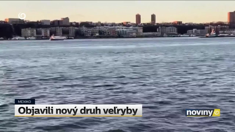 Objavili nový druh veľryby