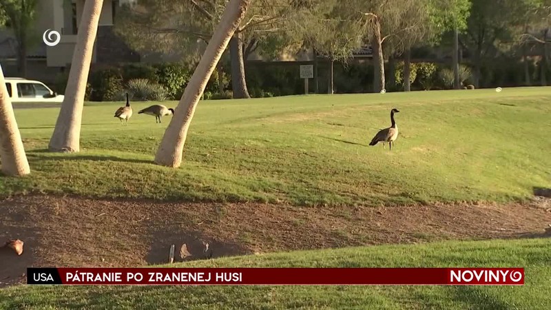 PÁTRANIE PO ZRANENEJ HUSI