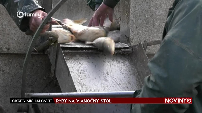 RYBY NA VIANOČNÝ STÔL