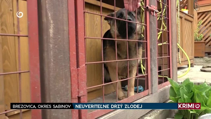 NEUVERITEĽNE DRZÝ ZLODEJ