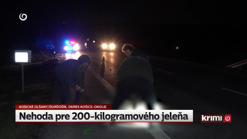 Nehoda pre 200-kilogramového jeleňa