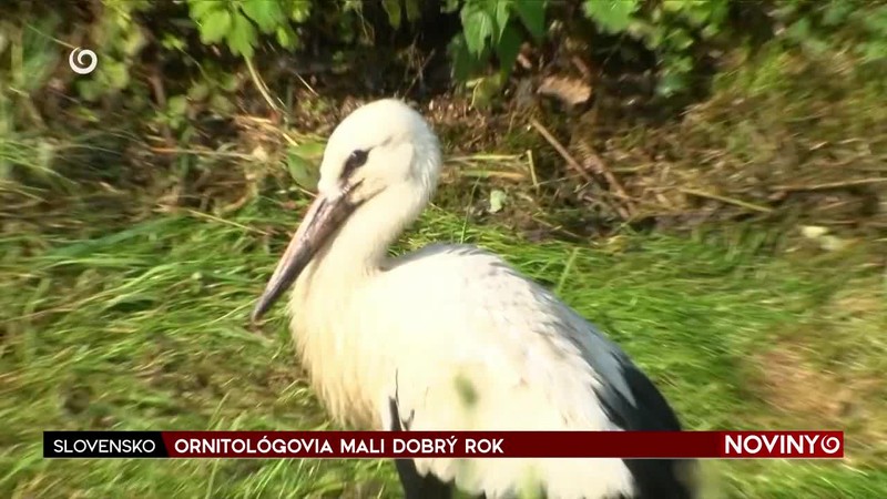 ORNITOLÓGOVIA MALI DOBRÝ ROK