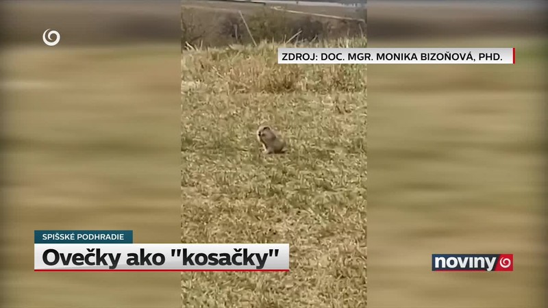 Ovečky ako "kosačky"