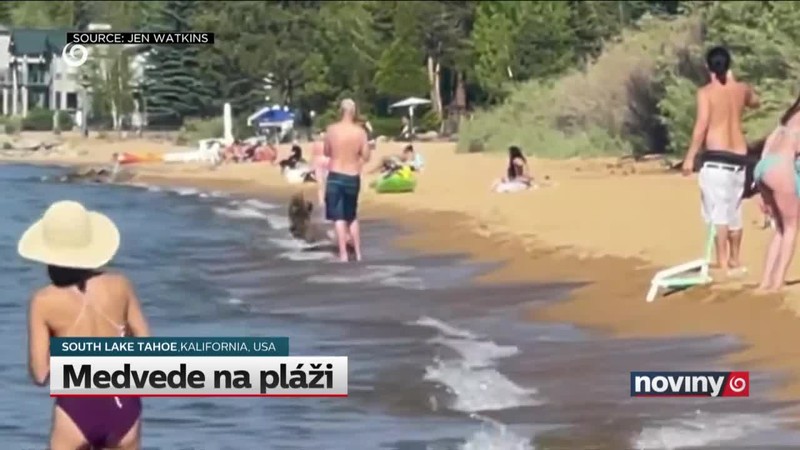 Medvede na pláži