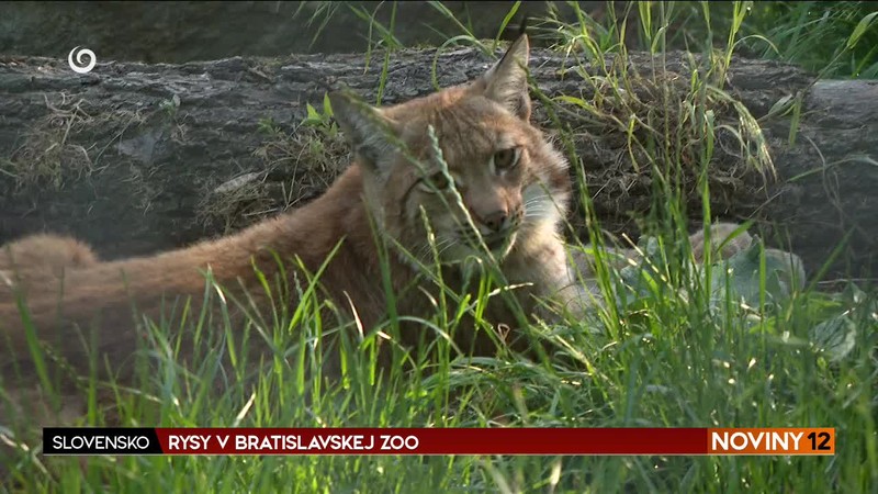 RYSY V BRATISLAVSKEJ ZOO