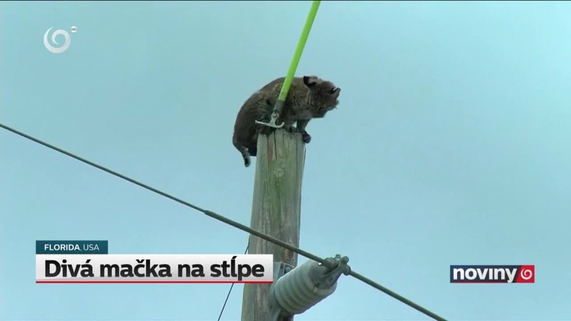 Divá mačka na stĺpe