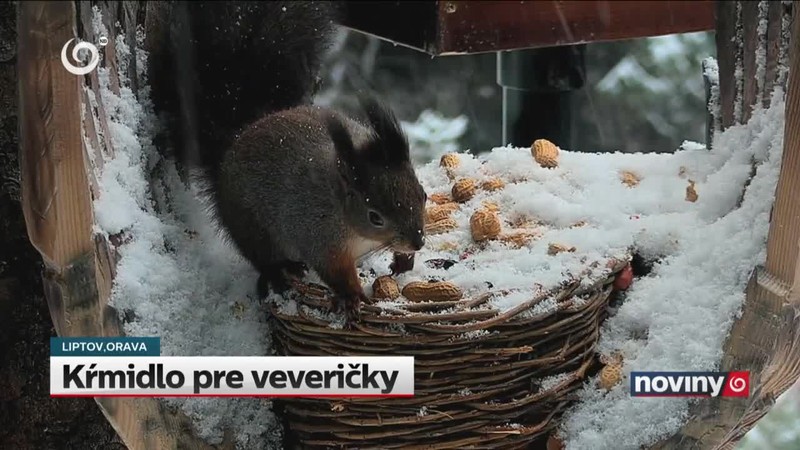Kŕmidlo pre veveričky