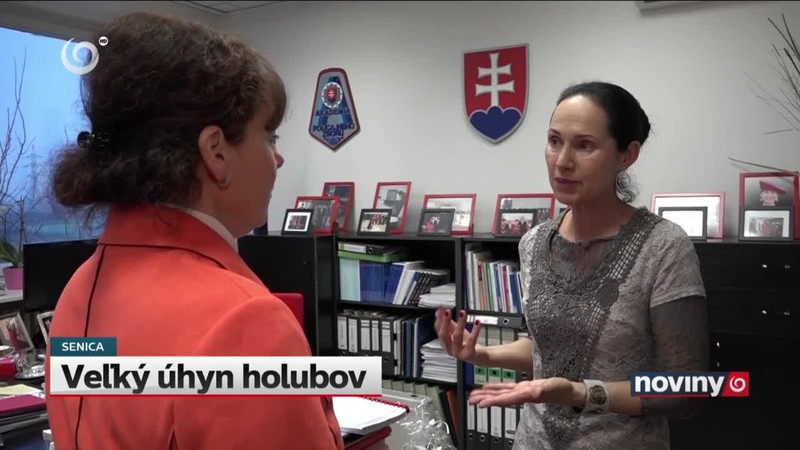 Veľký úhyn holubov