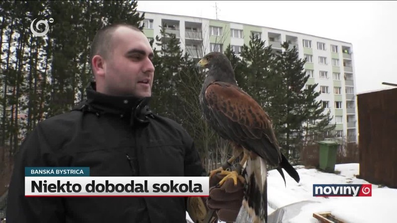 Niekto dobodal sokola