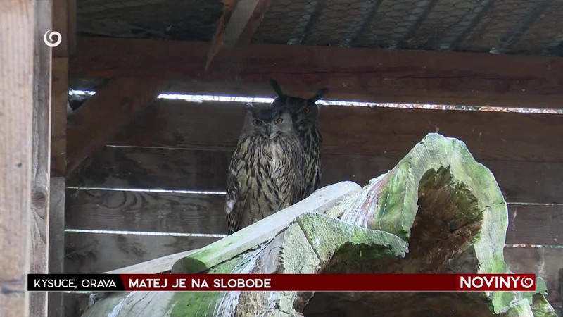 MATEJ JE NA SLOBODE