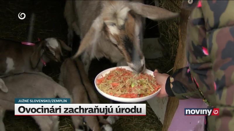 Ovocinári zachraňujú úrodu