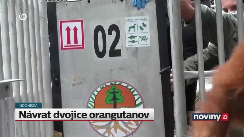 Návrat dvojice orangutanov