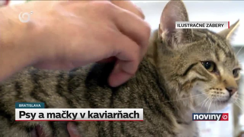 Psy a mačky v kaviarňach