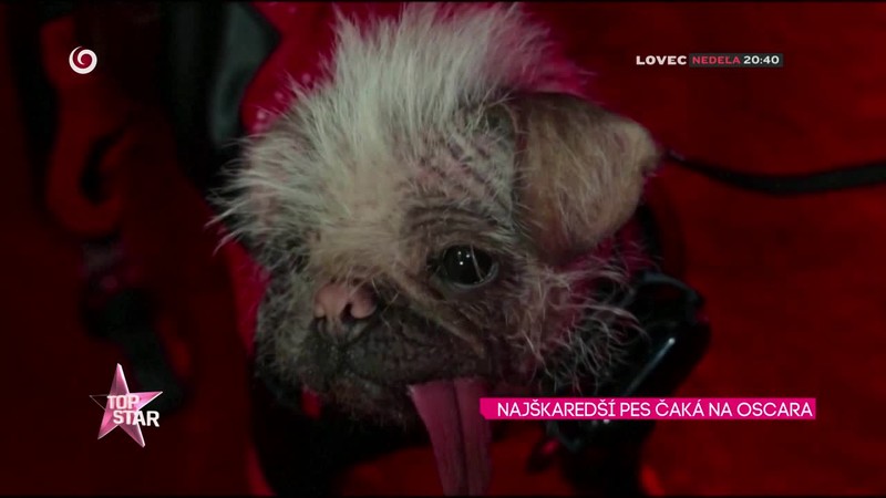 NAJŠKAREDŠÍ PES ČAKÁ NA OSCARA