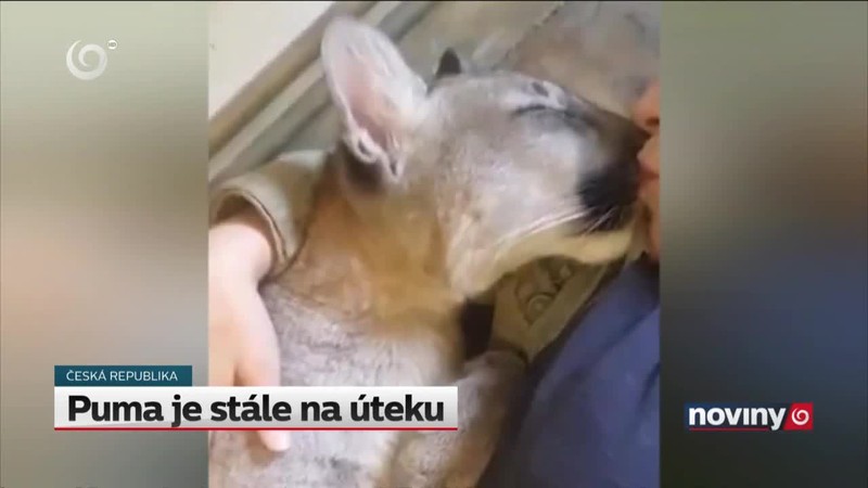 Puma je stále na úteku
