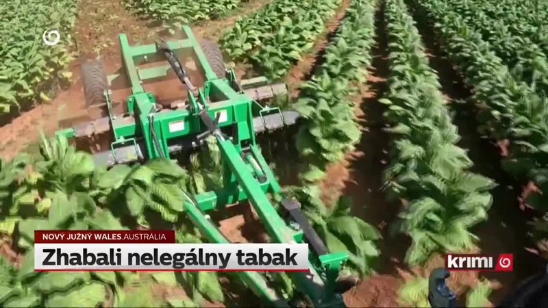Zhabali nelegálny tabak