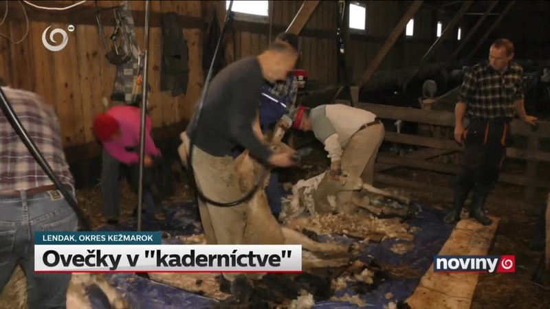 Ovečky v "kaderníctve"