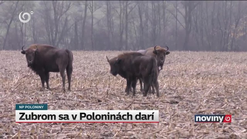 Zubrom sa v Poloninách darí