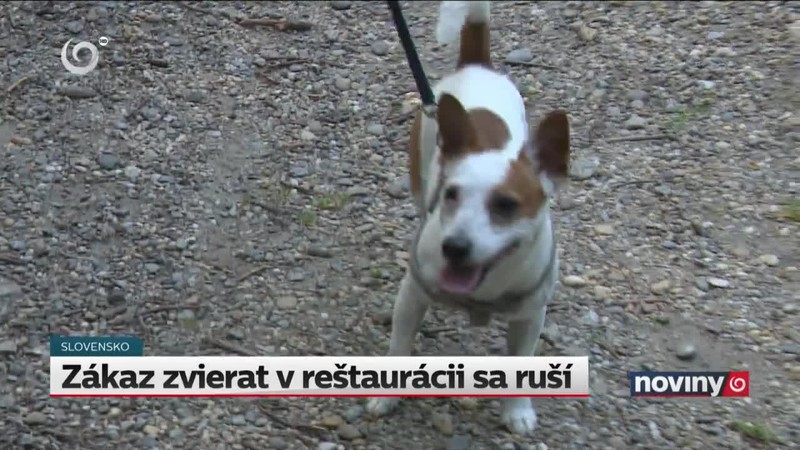 Zákaz zvierat v reštaurácii sa ruší