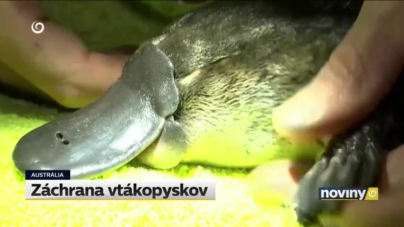 Záchrana vtákopyskov