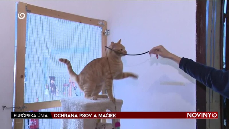 OCHRANA PSOV A MAČIEK
