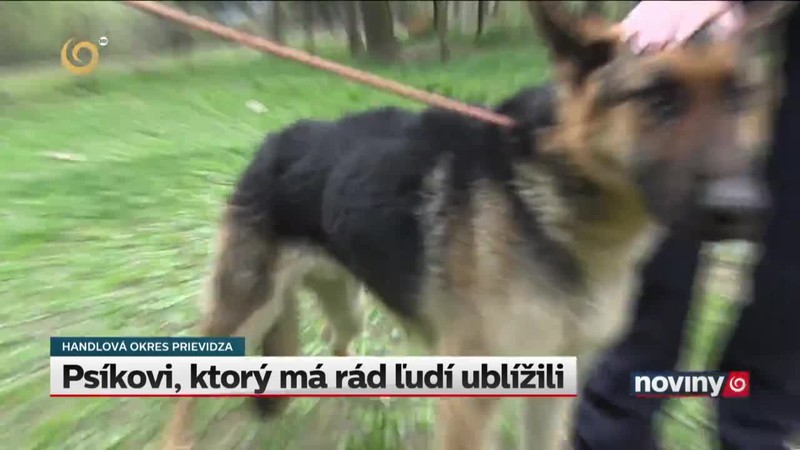 Psíkovi, ktorý má rád ľudí ublížili