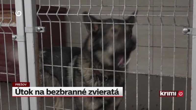 Útok na bezbranné zvieratá