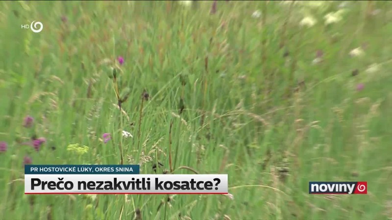 Prečo nezakvitli kosatce?