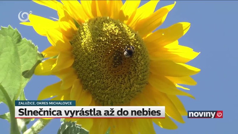 Slnečnica vyrástla až do nebies