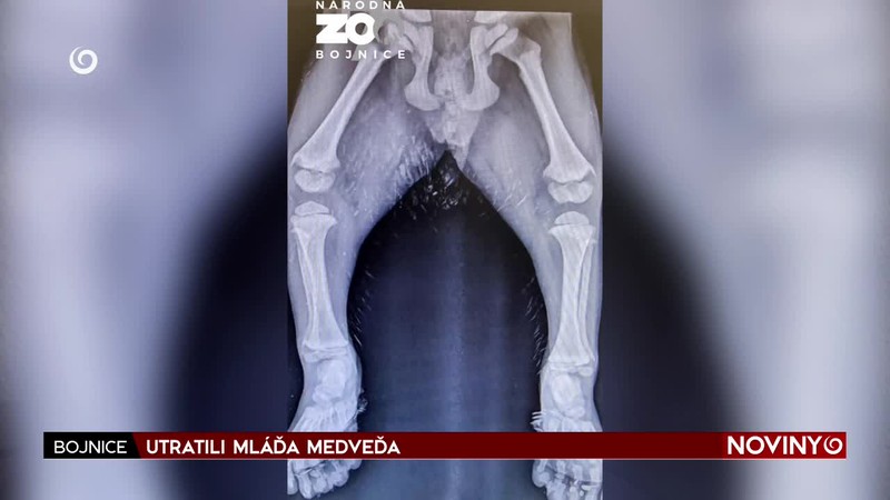 UTRATILI MLÁĎA MEDVEĎA