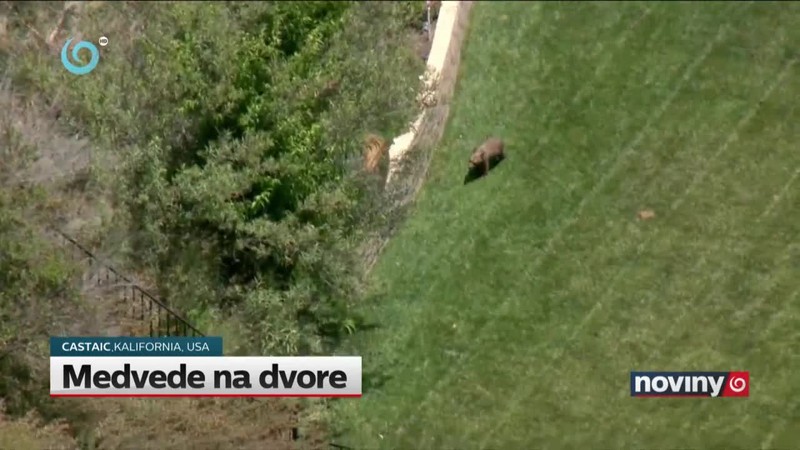 Medvede na dvore