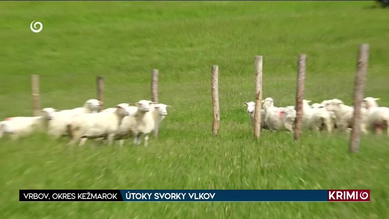 ÚTOKY SVORKY VLKOV