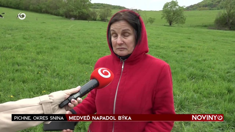 MEDVEĎ NAPADOL BÝKA