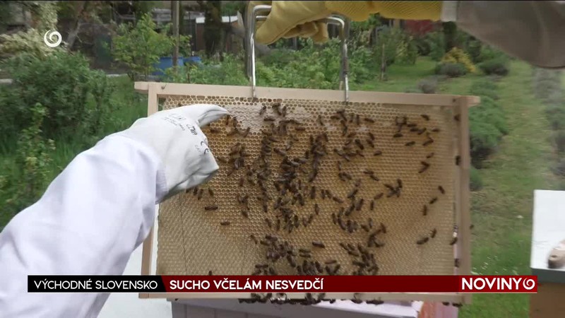 SUCHO VČELÁM NESVEDČÍ