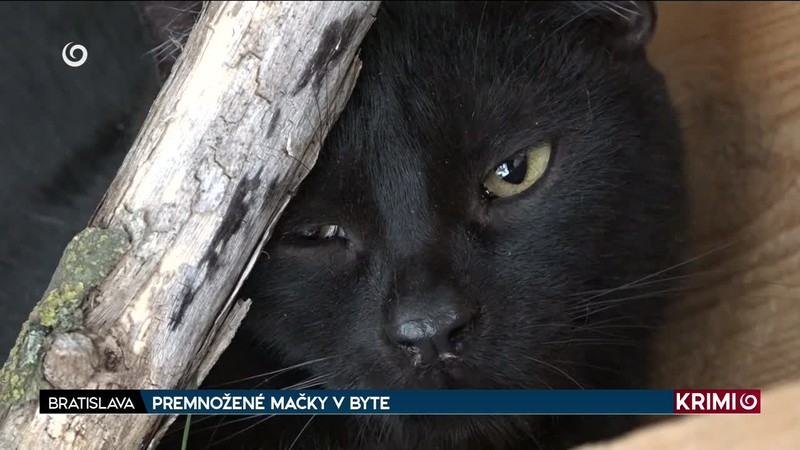 PREMNOŽENÉ MAČKY V BYTE