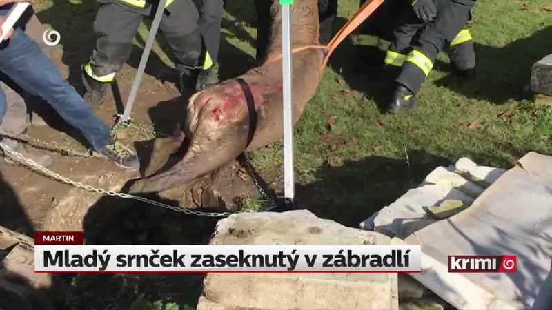 Mladý srnček zaseknutý v zábradlí