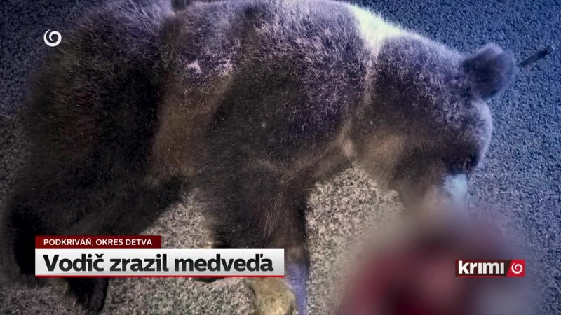 Vodič zrazil medveďa