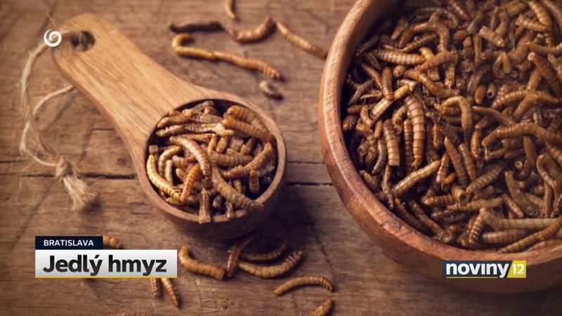 Jedlý hmyz