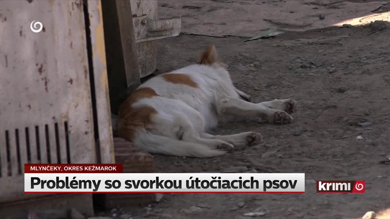 Problémy so svorkou útočiacich psov