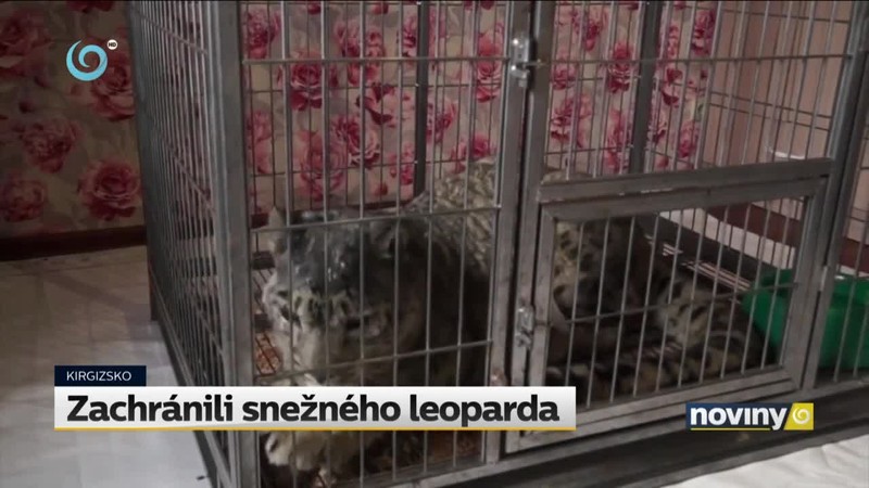 Zachránili snežného leoparda