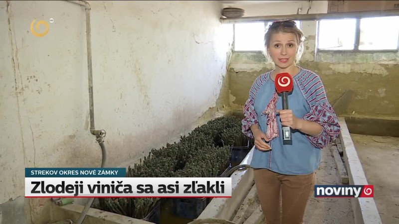 Zlodeji viniča sa asi zľakli