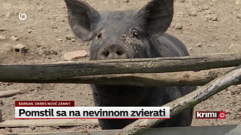 Pomstil sa na nevinnom zvierati