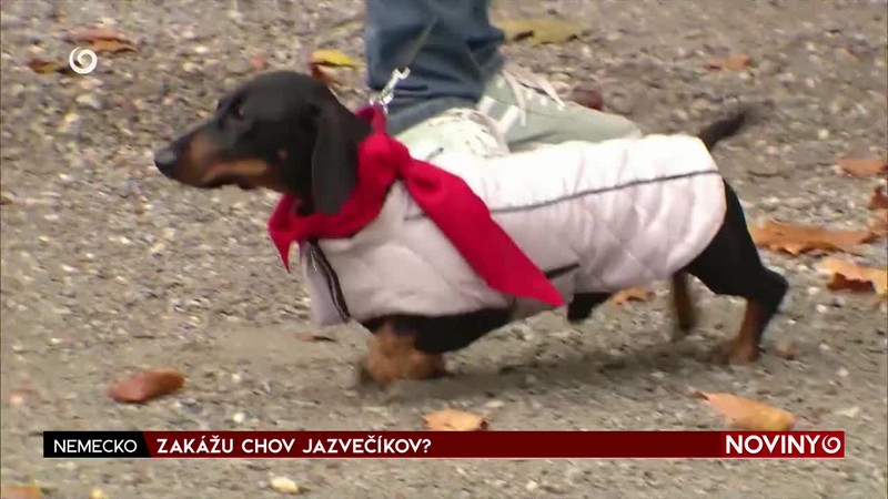ZAKÁŽU CHOV JAZVEČÍKOV?